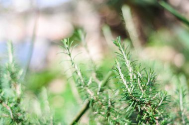 Arka plan taze biberiye bitki büyümeye açık. Biberiye seçici odak bulanık arka plan