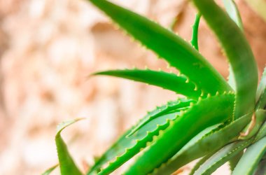 aloe yabani büyüyen bitki yakın görünümü, yeşil arka plan
