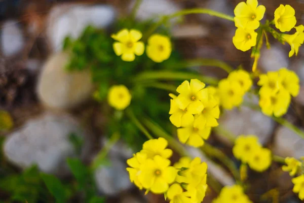Verão, Primavera Fundo. Flores. Fundo da Natureza. Flores amarelas em verde — Fotografia de Stock