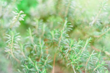 seçici odak ile doğal yeşil Bush arka plan