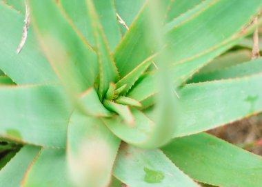 aloe yabani büyüyen bitki yakın görünümü, yeşil arka plan