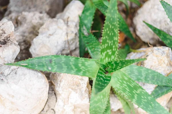 aloe wild growing plant close view, green background