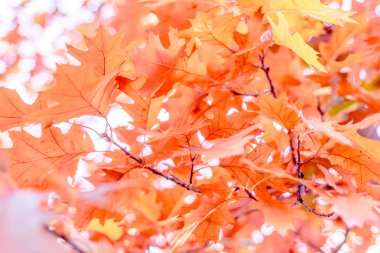 Güneşin sezon değişimine karşı sarı meşe yaprakları