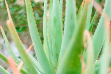 aloe yabani büyüyen bitki yakın görünümü, yeşil arka plan