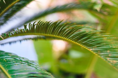 deniz kenarında palmiye yeşili yaprakdesen. Tropikal palmiye bitkisi yeşil doğa veya çevre kavramı kaydetmek.