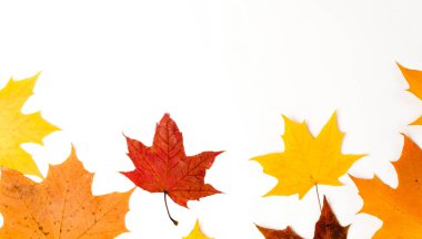 Sonbahar kompozisyon, akçaağaç yaprakları, üst görünüm, düz yatıyordu. Kenarlık renk düşen akçaağaç yaprakları yapılmış