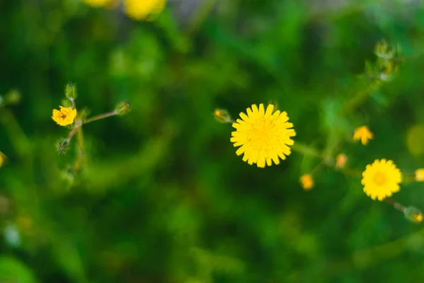 Verão, Primavera Fundo. Flores. Fundo da Natureza. Flores amarelas em verde — Fotografia de Stock