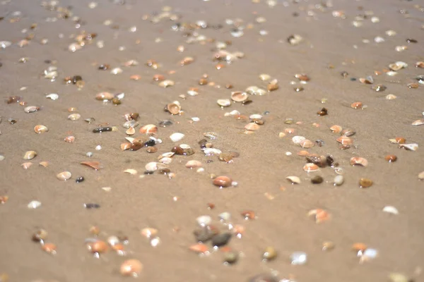 Conchas no oceano, foco seletivo, pôr do sol, fundo — Fotografia de Stock