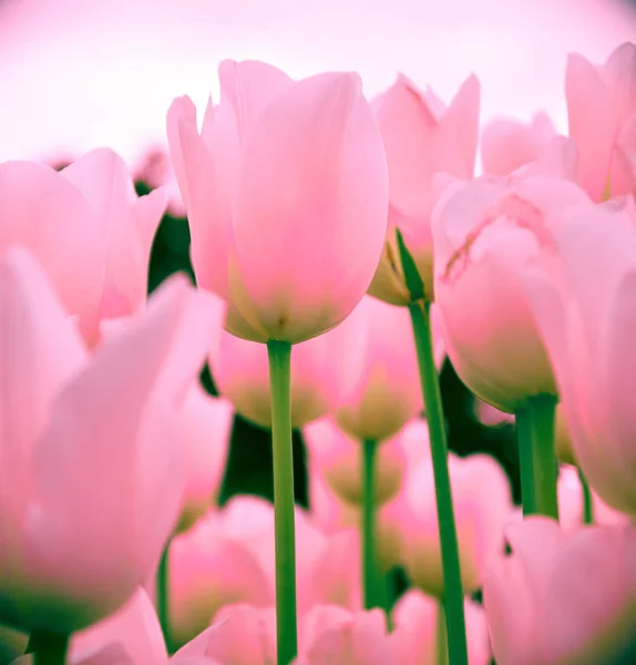 Różowe tulipany na niewyraźne tło, zbliżenie. Wiosna Kwiaty w ogrodzie z efektem bokeh kwiatowy Tapety, ulotki, banery, plakat lub święto karty. — Zdjęcie stockowe