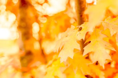 Güneşin sezon değişimine karşı sarı meşe yaprakları