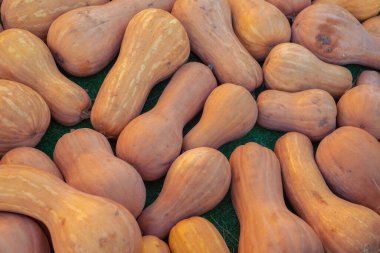 balkabağı deseni, sonbahar arkaplanı, hasat konsepti, üst görünüm