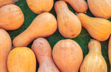 balkabağı deseni, sonbahar arkaplanı, hasat konsepti, üst görünüm