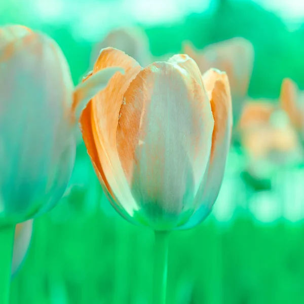 Piękne Tło Tulipanów Rośnie — Zdjęcie stockowe