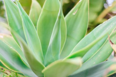 dünyanın aloe vera en iyi cilt ilacı, aloe yabani büyüyen bitki yakın görünümü