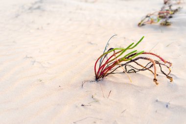 Çölde yeşil çekim - ters koşullarda büyümek için kavramsal fotoğraf