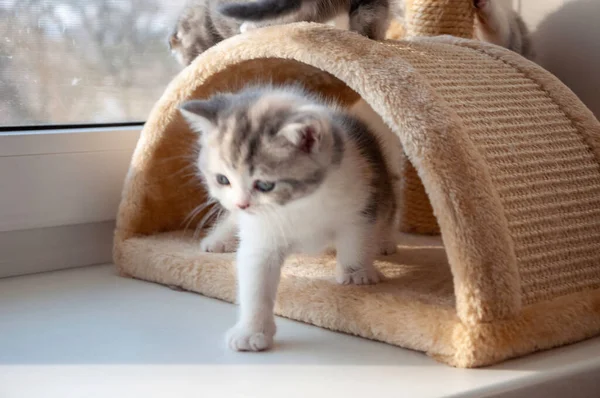 Beyaz Arka Planda Izole Edilmiş Korkmuş Küçük Kedi Yavrusu — Stok fotoğraf