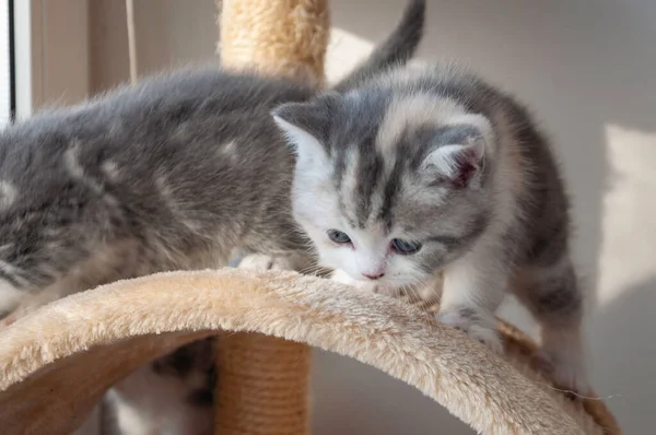 Pequeno Gatinho Assustado Isolado Sobre Fundo Branco — Fotografia de Stock