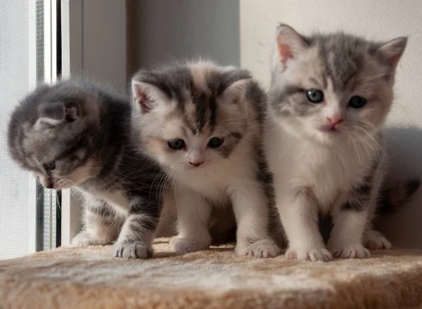 Tiga anak kucing Skotlandia sedang duduk di jendela — Stok Foto