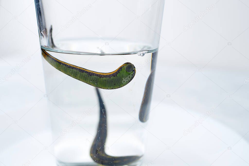 Hirudotherapy. medical leeches in a glass in water