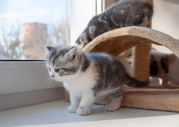 Rädd Liten Kattunge Isolerad Över Vit Bakgrund — Stockfoto