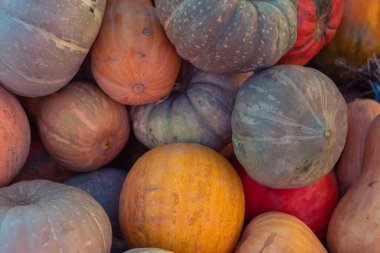 Turuncu balkabağı deseni. Sonbahar Hasat Konsepti