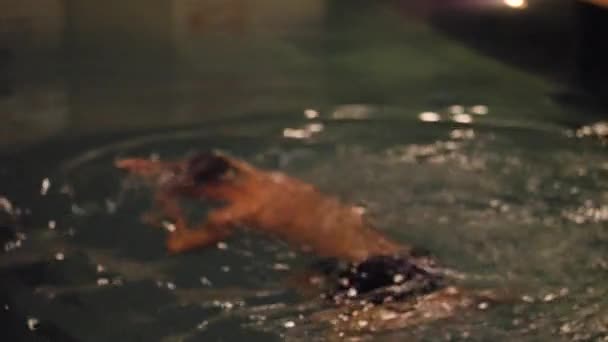 젊은 남자가 밤에 수영장에서 휴식 — 비디오