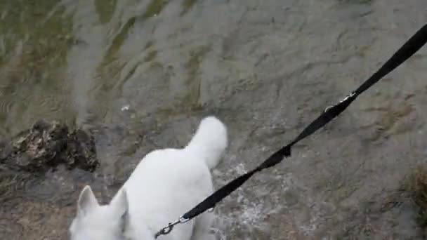 Cute white dog playing in puddle then walking away — Stock Video