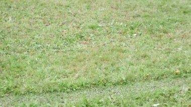 Bir yetişkin keçi otlak yürüyüş ve küçük su akışı atlama