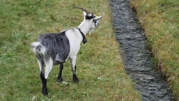 Uma cabra adulta a passear pelas pastagens — Vídeo de Stock