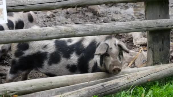 Cerdo adulto moviéndose en su establo, al aire libre — Vídeo de stock