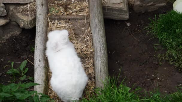 Een baby konijn rondlopen in een farm — Stockvideo