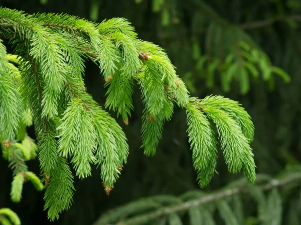 Green Fir Tree Natural Background — Stock Photo, Image