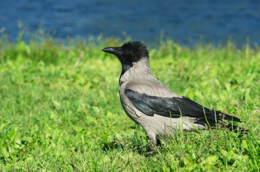 Gri şehir kuzgunu nehir kenarındaki çimlerde yürür ve uçmaya hazırlanır..