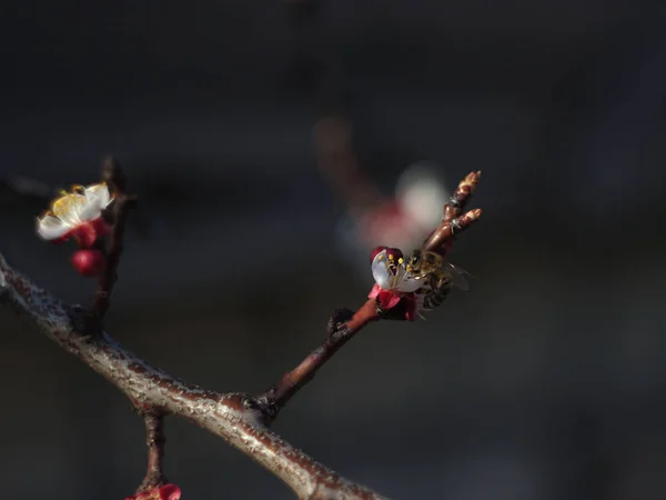Våren Bee Sitter Aprikos Blomma — Stockfoto
