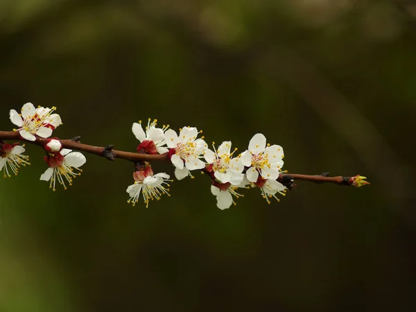 緑の背景に木の開花枝 — ストック写真