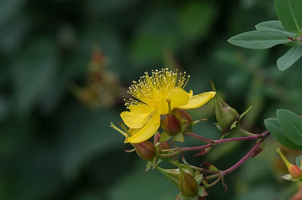 Bela Flor Amarela Com Folhas Verdes Fundo Escuro Embaçado — Fotografia de Stock