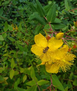 St. John otu. Arı büyük sarı çiçeklerin üzerinde oturur..