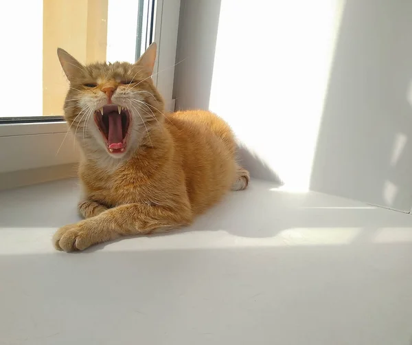 Ginger Cat Lies Windowsill Basking Sun Yawns — Stock Photo, Image