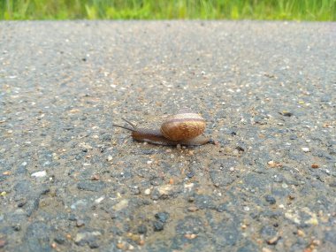 Yeşil arka planda salyangoz olan düz bir yol..