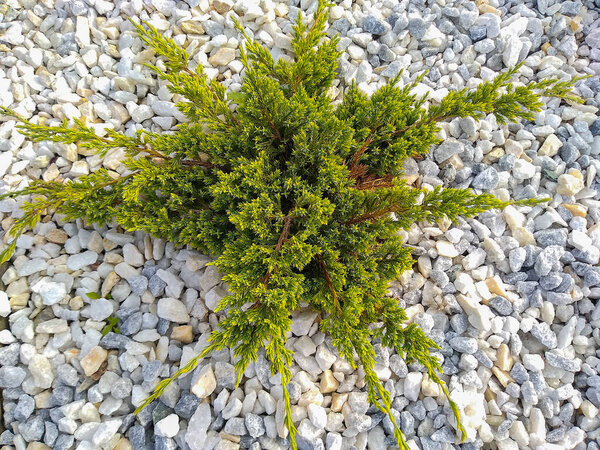 Landscape decor. View of an ornamental coniferous bush growing o