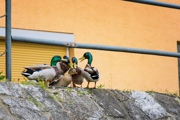 Duck mating - ducks trying to reproduce on river bank