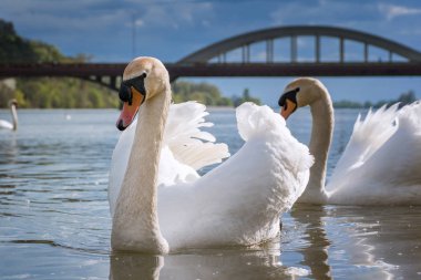 Vah Nehri yakınındaki brudge (Piestany, Slovakya üzerinde yüzen barışçı beyaz kuğu)