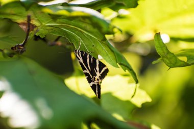 Kelebekler (Jersey tiger) kalan Kelebekler Vadisi (Rhodes, Yunanistan sığla ağacı yaprakları)