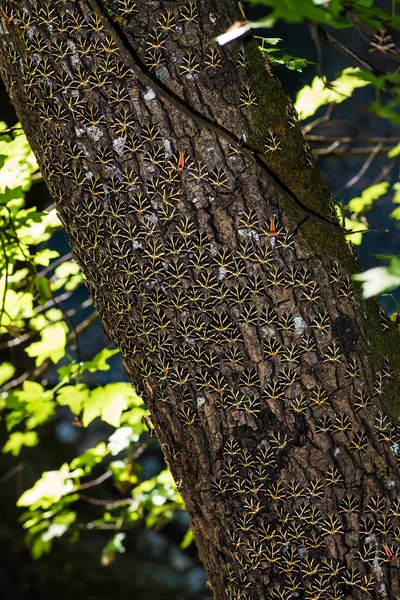 Butterflies (Jersey tiger) rest on tree trunk of sweetgum tree in Butterfly valley (Rhodes, Greece)