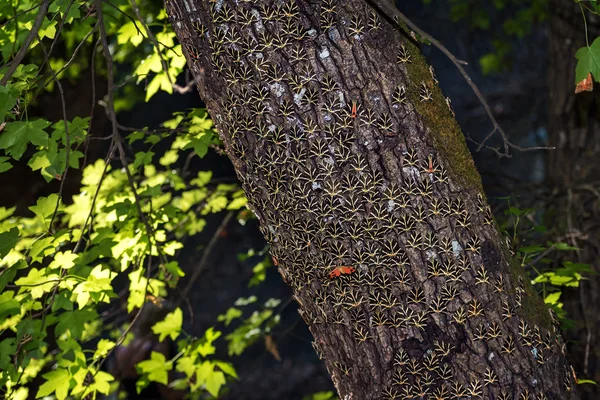 Butterflies Jersey Tiger Rest Tree Trunk Sweetgum Tree Butterfly Valley — Stock Photo, Image