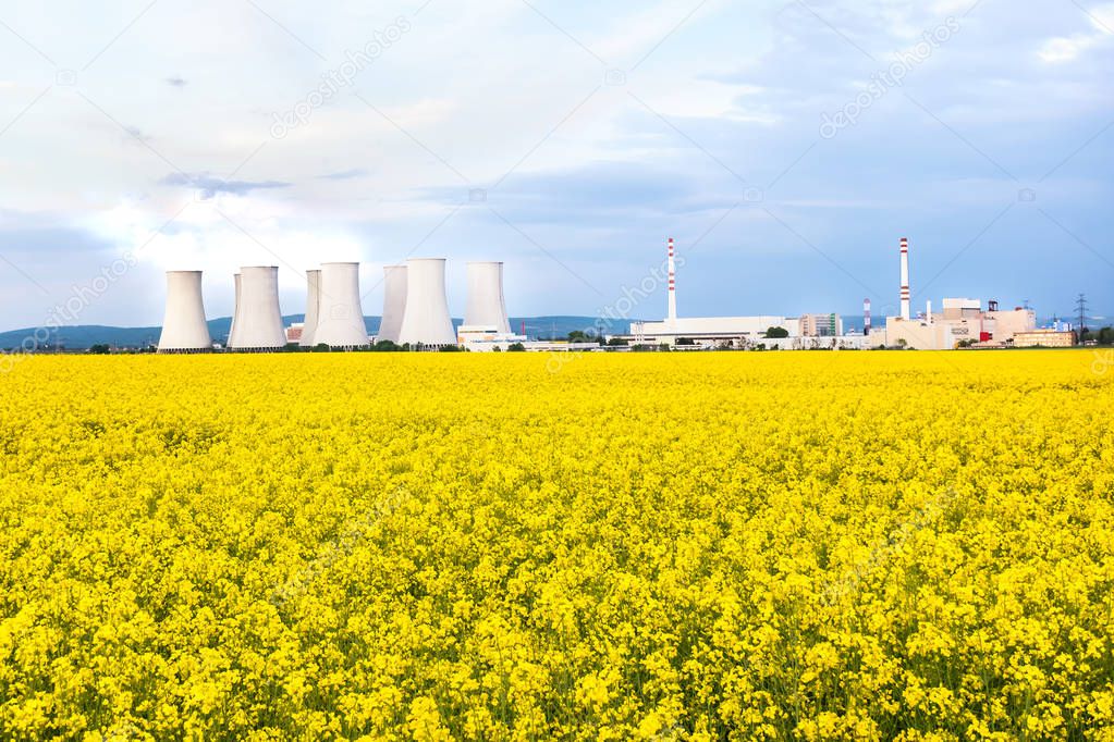 Nuclear power plant with cooling towers behind yellow rapeseed f