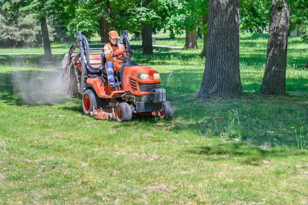 Ember Nyírja Füvet Fák Alatt Parkban Lovaglás Fűnyíró Gép Napsütéses — Stock Fotó