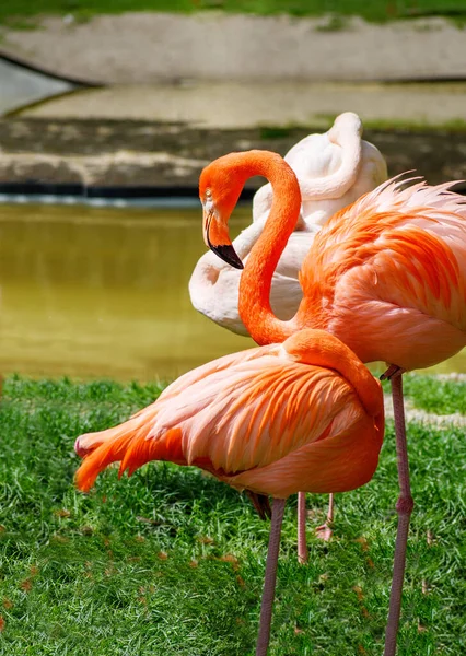Μεγαλύτερη Flamingo Phoenicopterus Roseus Και Αμερικανική Flamingo Phoenicopterus Ruber Κοντά — Φωτογραφία Αρχείου