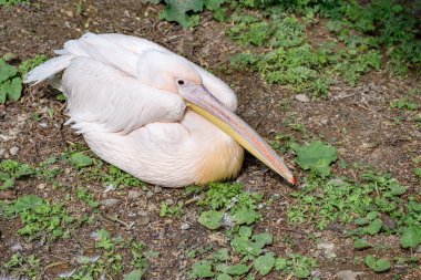 Dalmaçyalı pelikan (Pelecanus crispus) yerde kanatları katlı bir şekilde oturur.
