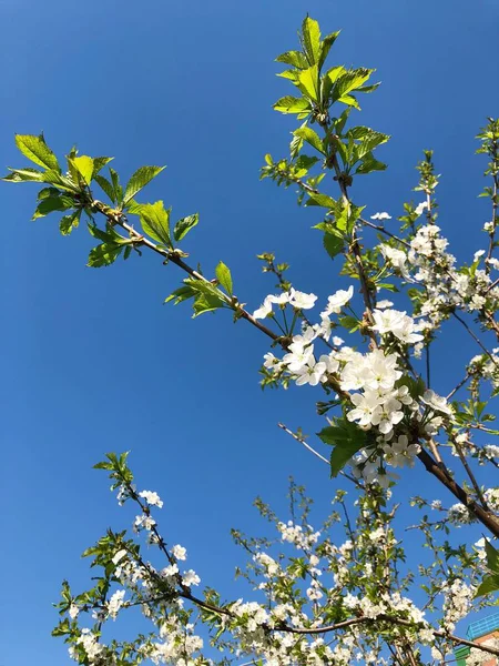 Bela Árvore Verão Com Pequenas Flores Brancas — Fotografia de Stock